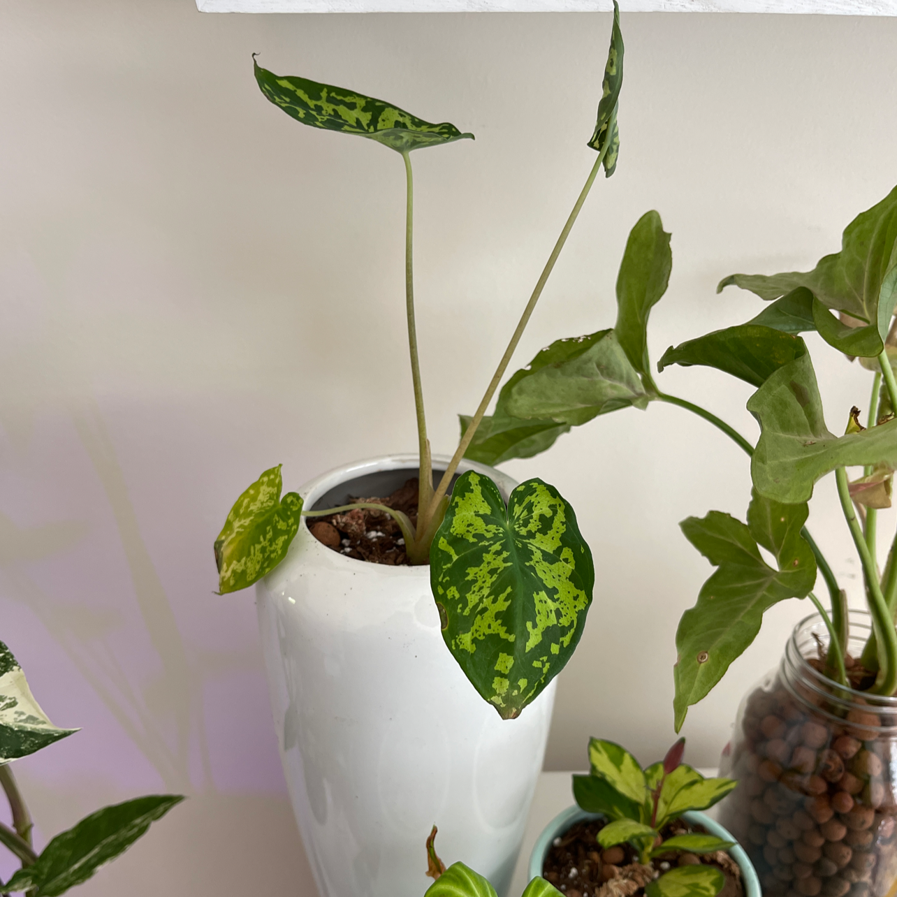 Photo of the plant species Caladium Hilo Beauty by @dakotafox named Hilo Beauty on Greg, the plant care app