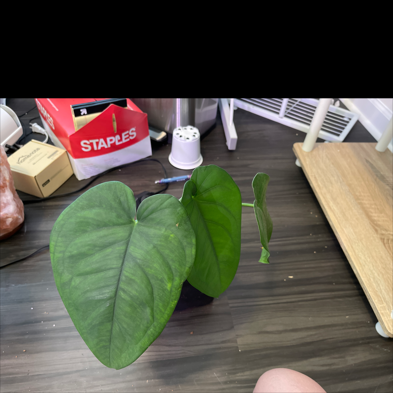 Photo of the plant species Syngonium chiapense by @dakotafox named Chiapense on Greg, the plant care app