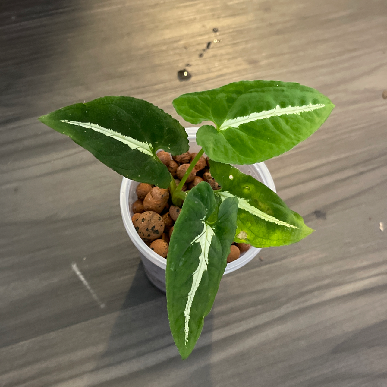Syngonium wendlandii plant in a small container with healthy green leaves and visible soil.