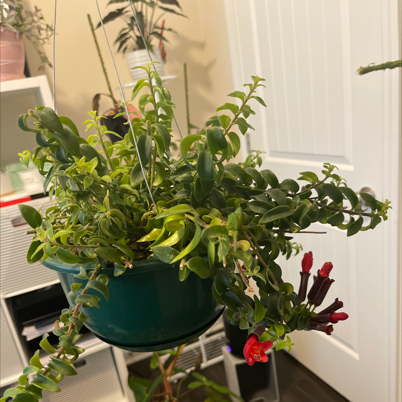 Hanging Lipstick Vine plant with green leaves and visible flowers in an indoor setting.