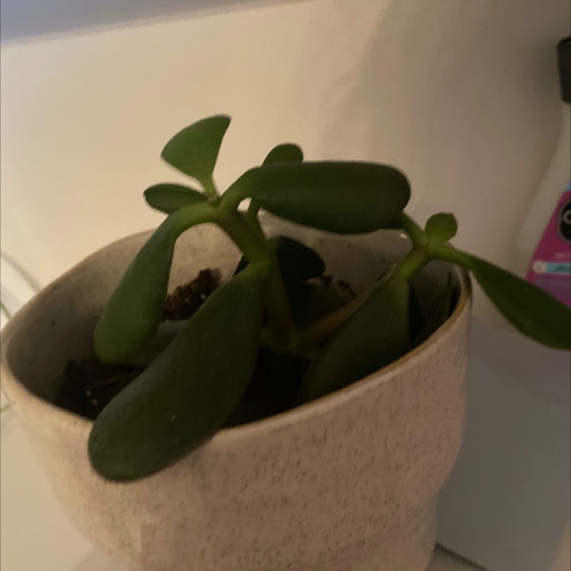 Lucky Plant plant photo by Bella named Aphrodite￼ on Greg, the plant care app.
