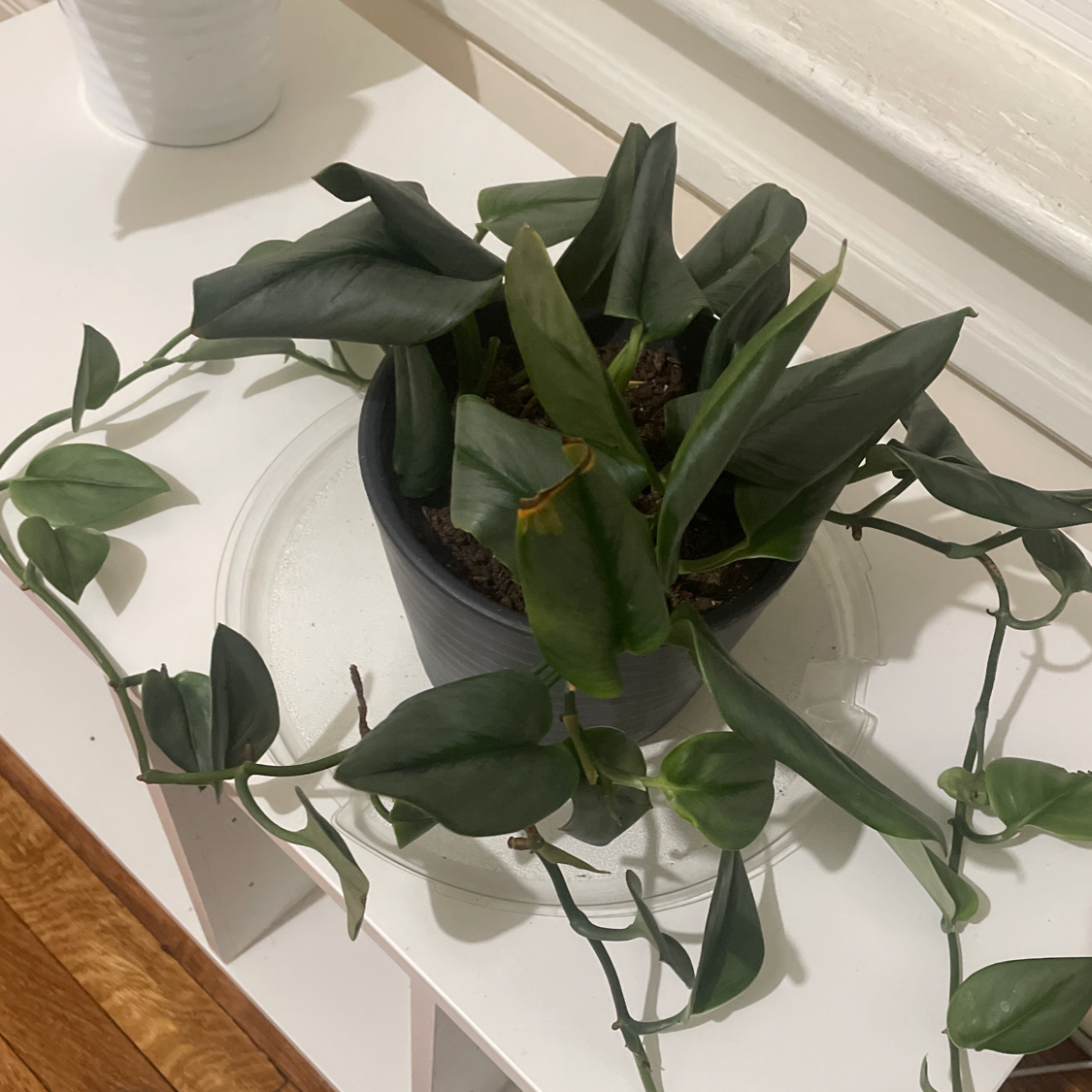 Scindapsus treubii 'Moonlight' plant in a pot with dark green leaves and slight browning on one leaf.