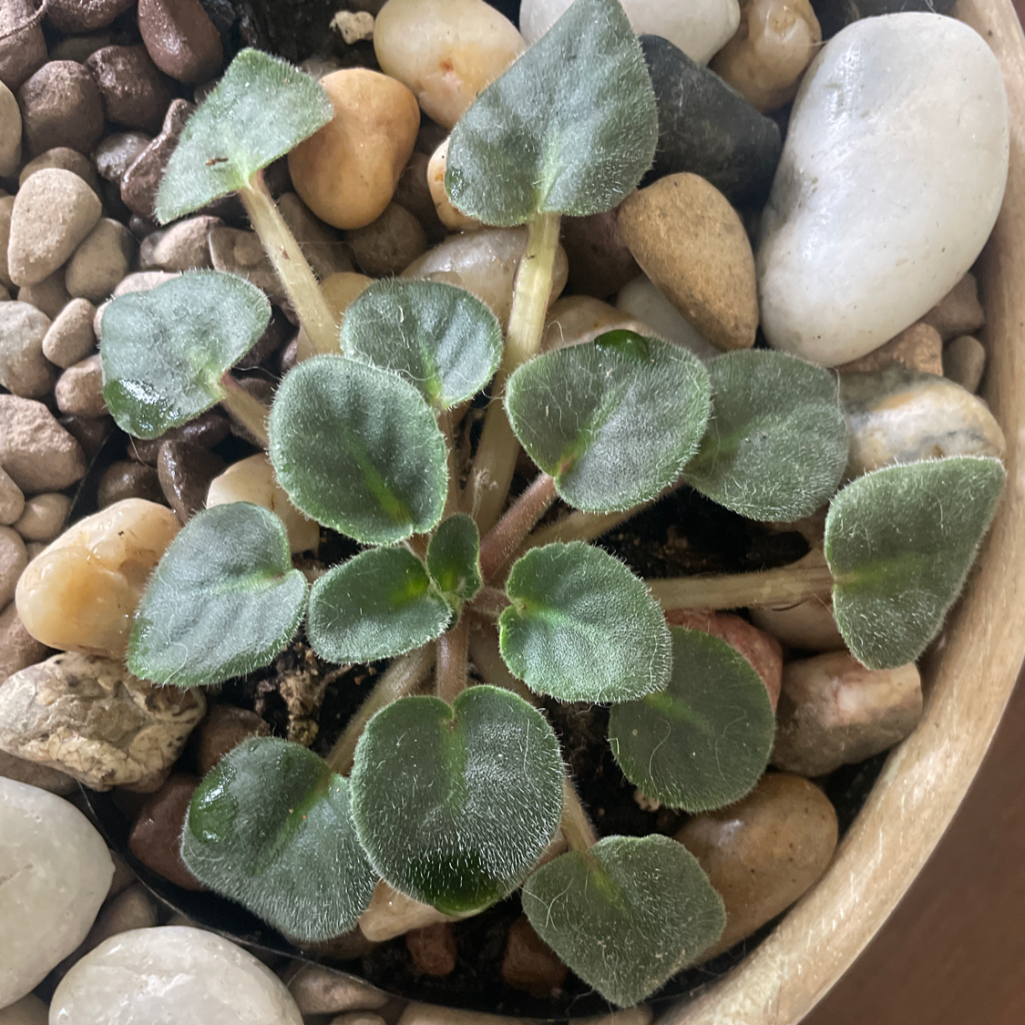 Kenyan Violet plant with fuzzy green leaves in a pot with pebble mulch.