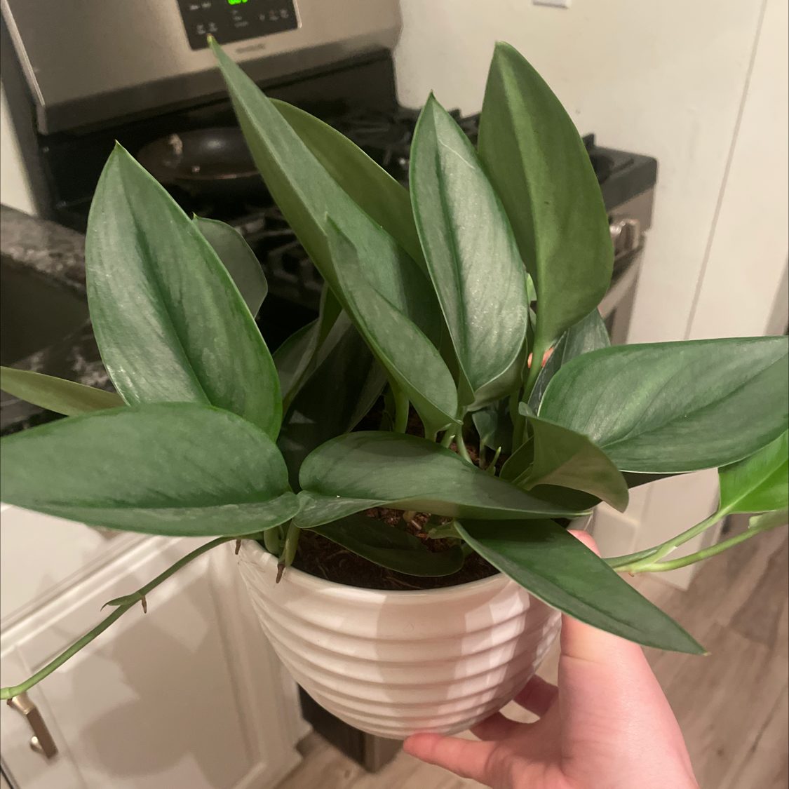 Scindapsus treubii 'Moonlight' plant with healthy green leaves in a white pot, held by a hand.