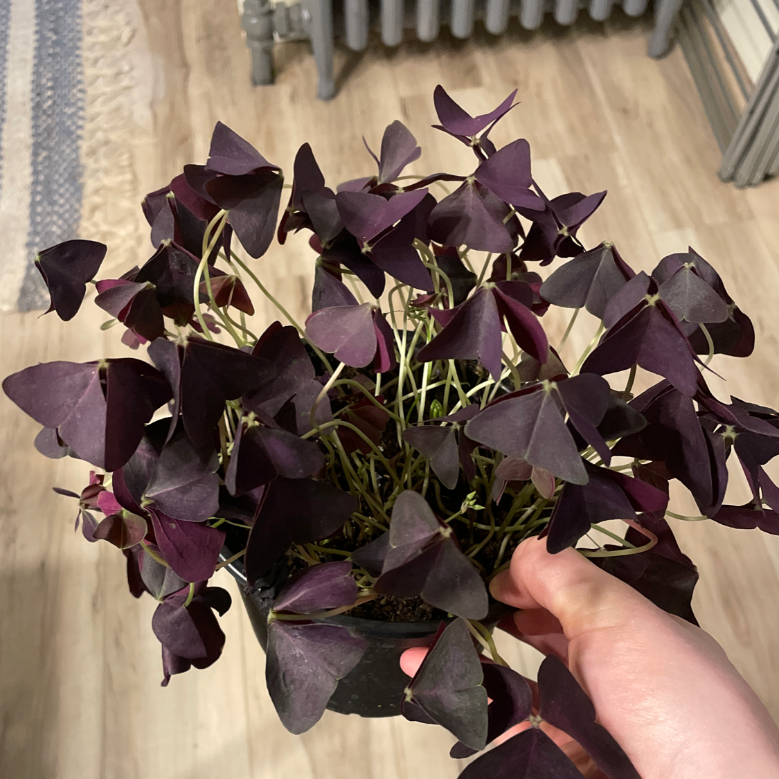 Close-up of hands holding a Purple Shamrock plant with triangular, burgundy leaves. One leaf shows slight yellowing.