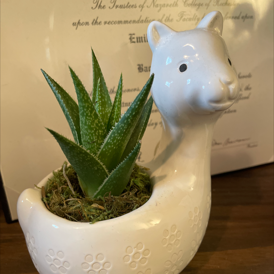 Lace Aloe plant in a decorative llama-shaped pot, healthy with green leaves and white speckles.