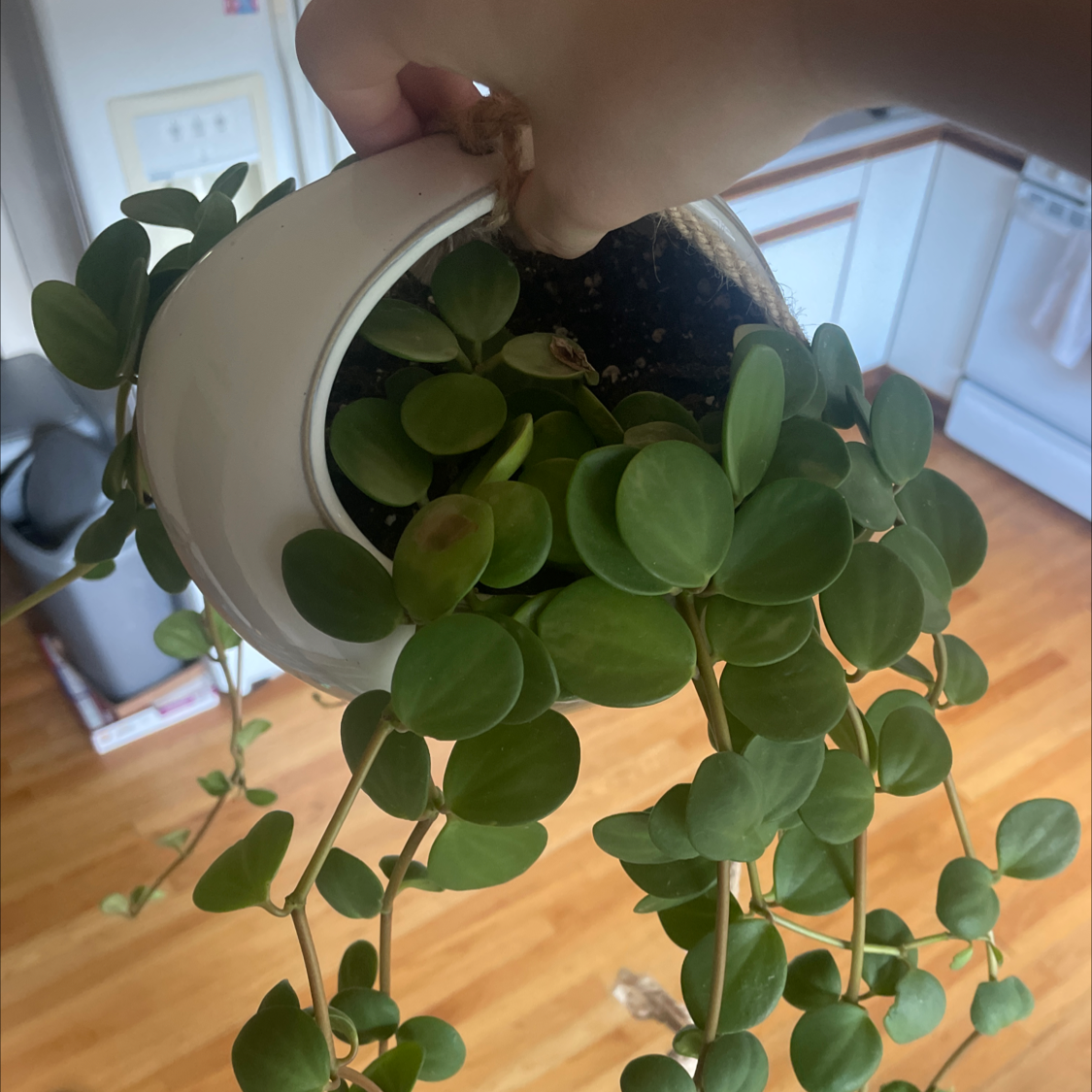 Peperomia 'Hope' plant in a white hanging pot, held by a hand, with green round leaves.