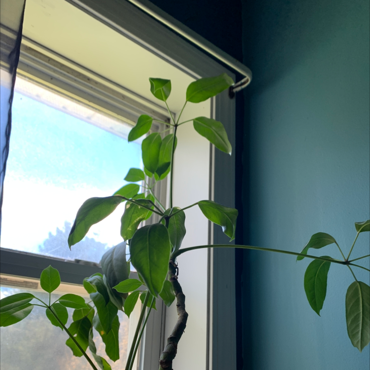 Umbrella Tree plant photo by @ksagerh named nemo on Greg, the plant care app.