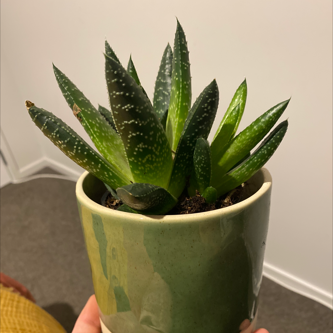 Potted Bredasdorp Gasteria succulent with thick, green leaves and white spots.