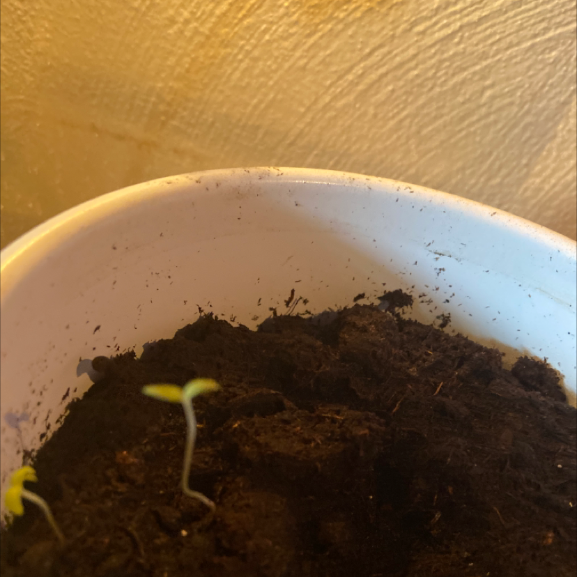 Photo of the plant species Brain Cactus by @Monsterfucker69 named Lilly on Greg, the plant care app