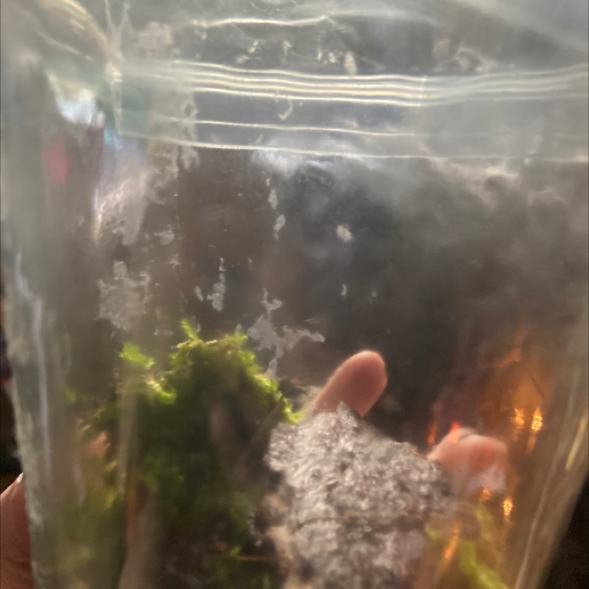 Common Bladder Moss plant photo by @Monsterfucker69 named Mossy on Greg, the plant care app.