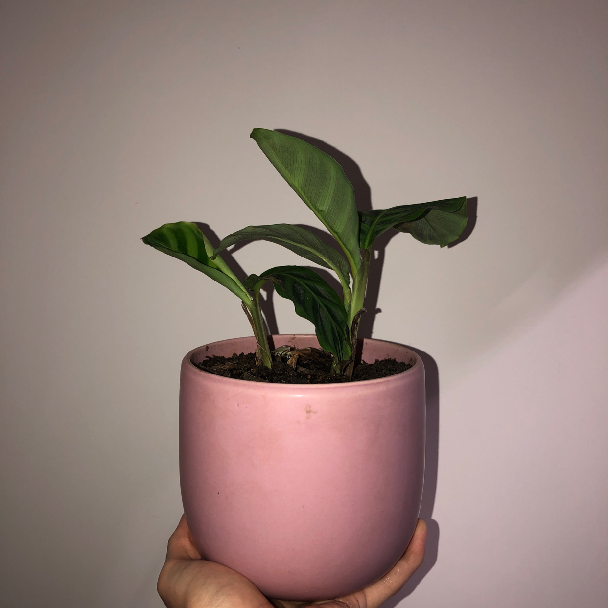 Zebra Calathea plant in a pink pot held by a hand, with visible soil.