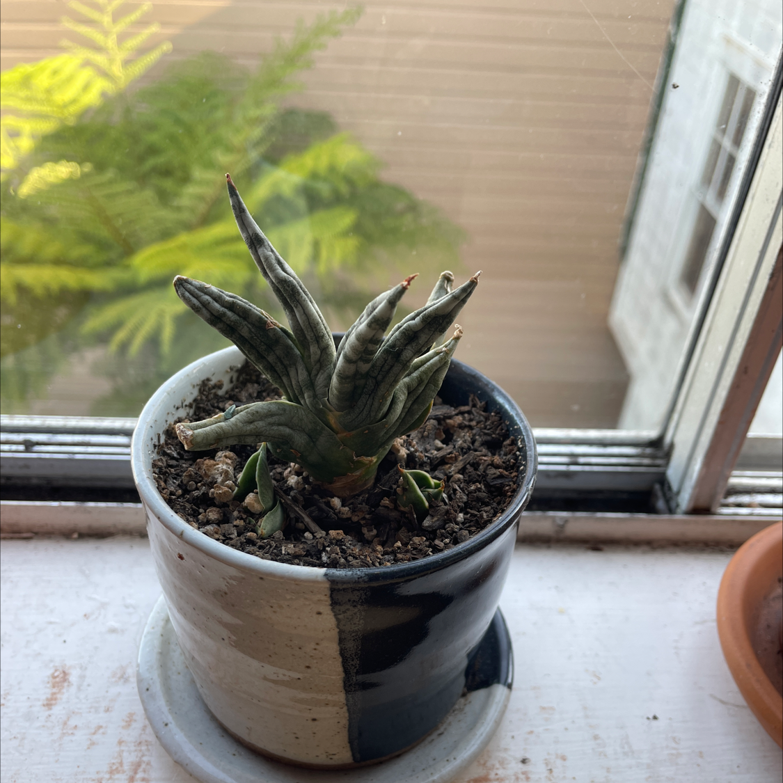 Starfish Snake Plant in a pot on a windowsill with visible soil.