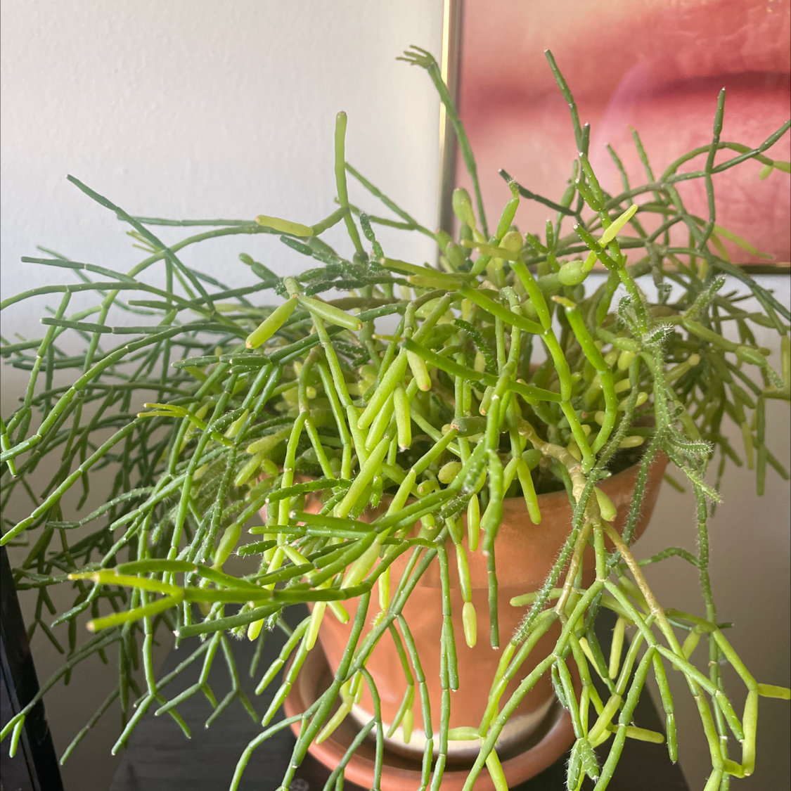 Mistletoe Cactus in a pot with vibrant green stems, no visible health issues.