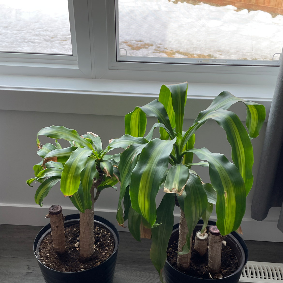 Two Dracaena Massangeana plants in pots near a window with minor browning on leaf tips.