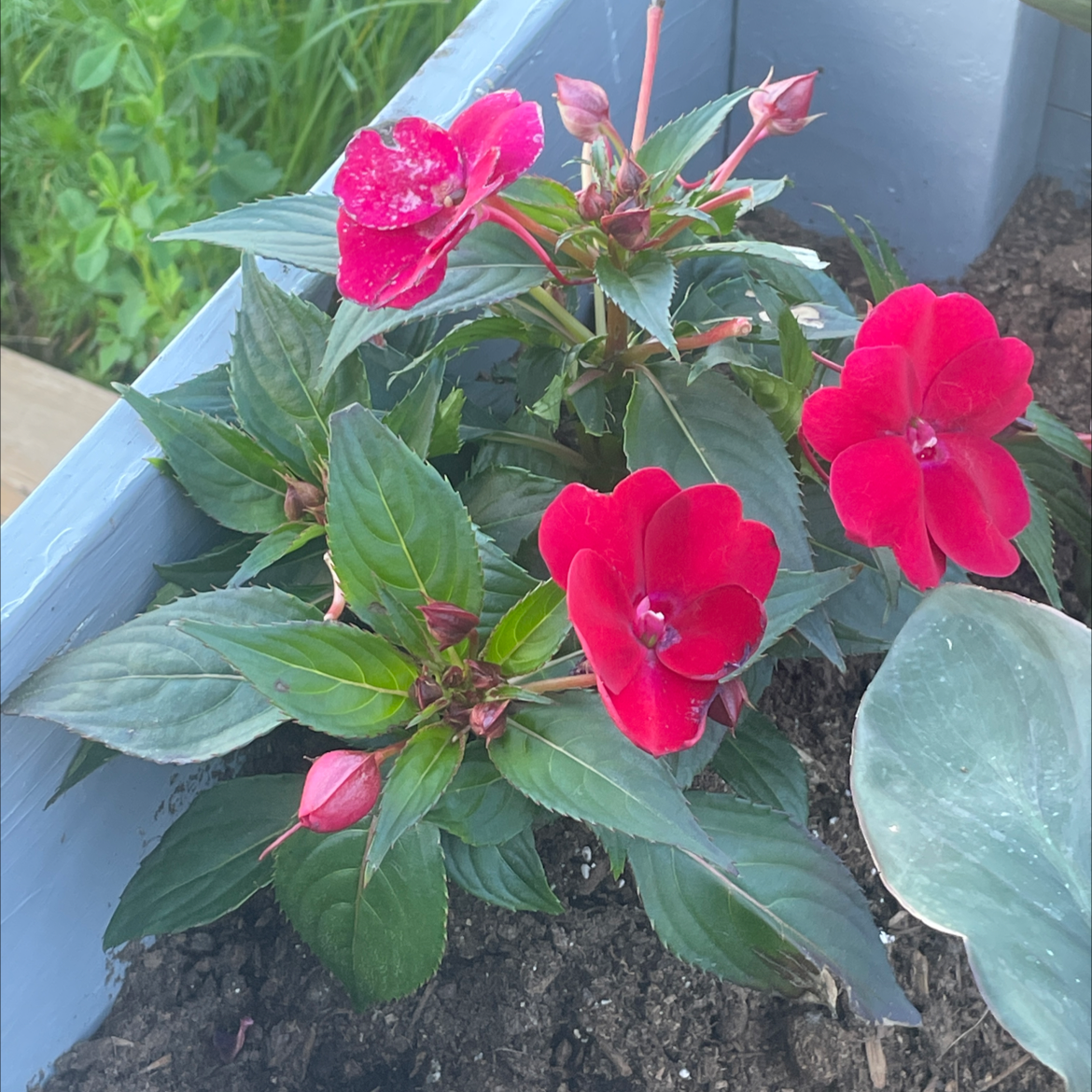 New Guinea Impatiens plant with vibrant red flowers and healthy green leaves in a planter.