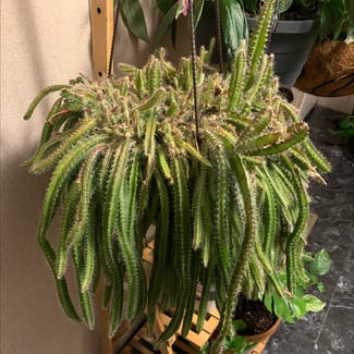 Dog Tail Cactus plant in Meridian, Mississippi