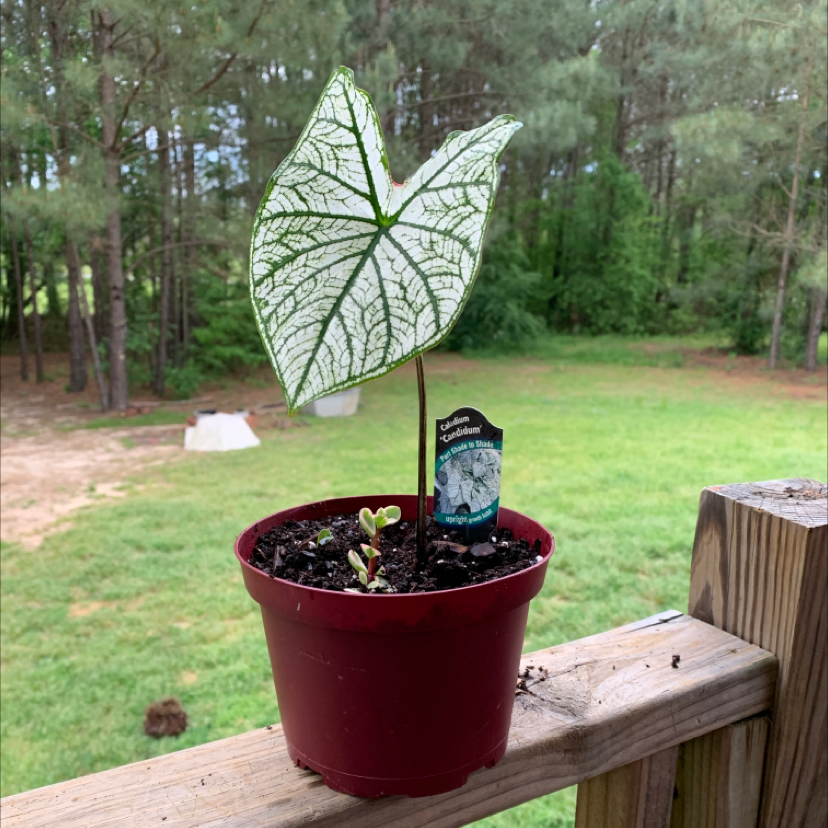 Healthy potted caladium 'Heart of Jesus' plant with vibrant white-veined leaves, outdoors on a deck railing.