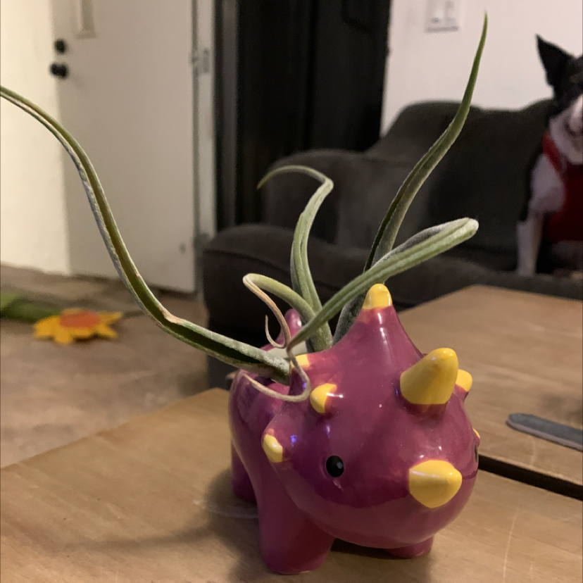 Medusa Head Air Plant in a decorative dinosaur-shaped pot with household items and a pet in the background.