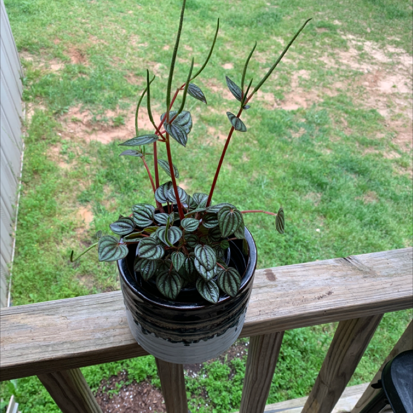 Emerald Ripple Peperomia plant in a pot on a wooden railing with a grassy background.