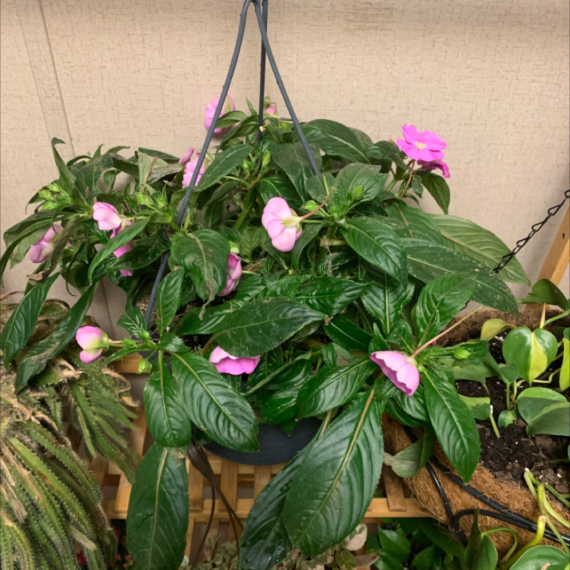 New Guinea Impatiens plant in a hanging pot with vibrant green leaves and pink flowers.
