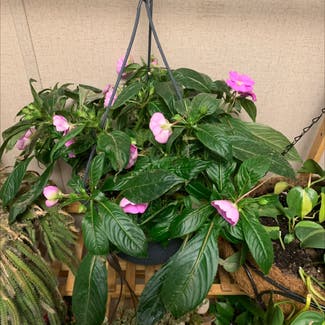 New Guinea Impatiens plant in Meridian, Mississippi