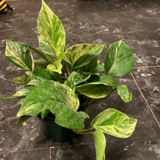 Marble Queen Pothos plant in Meridian, Mississippi