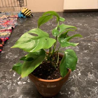 Mini Monstera plant in Meridian, Mississippi