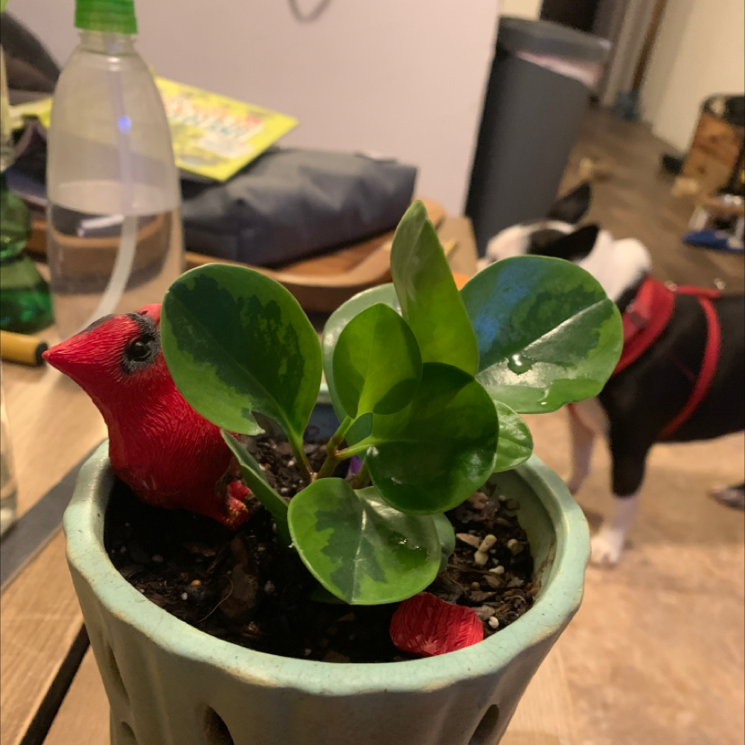 Healthy baby rubber plant with glossy green leaves in a white ceramic pot, showing red leaf coloring which is normal for this species.