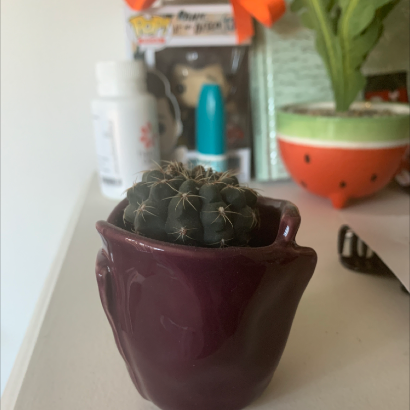 Missouri Foxtail Cactus in a purple pot with various objects in the background.