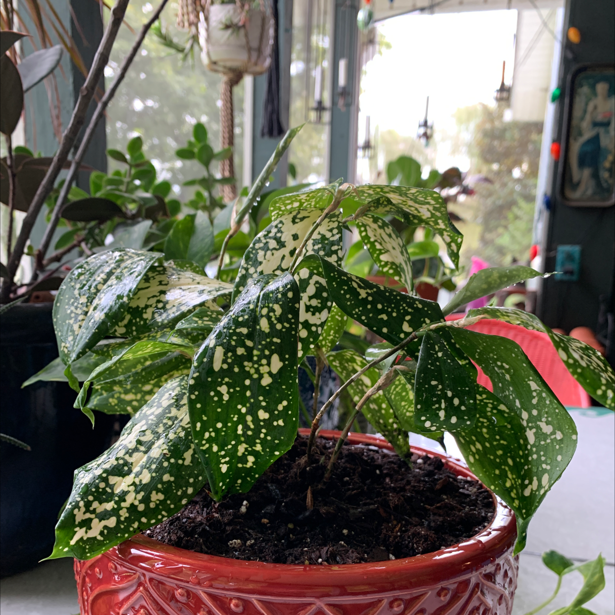 Healthy Gold Dust Dracaena plant with lush green leaves heavily speckled with yellow spots, in a red ceramic pot.