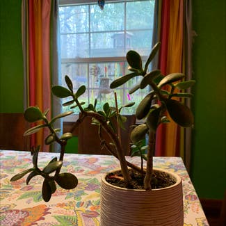 Jade plant in Dickson, Tennessee