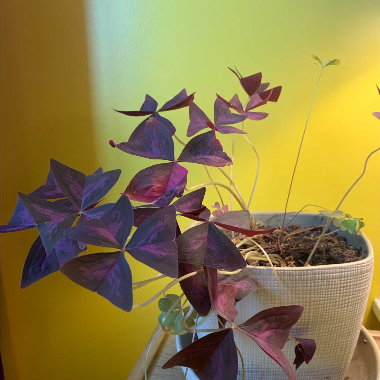 Photo of the plant species Purple Shamrocks by @suzyzoid named Margie on Greg, the plant care app