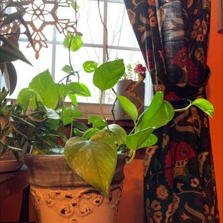 Heartleaf Philodendron plant in Dickson, Tennessee
