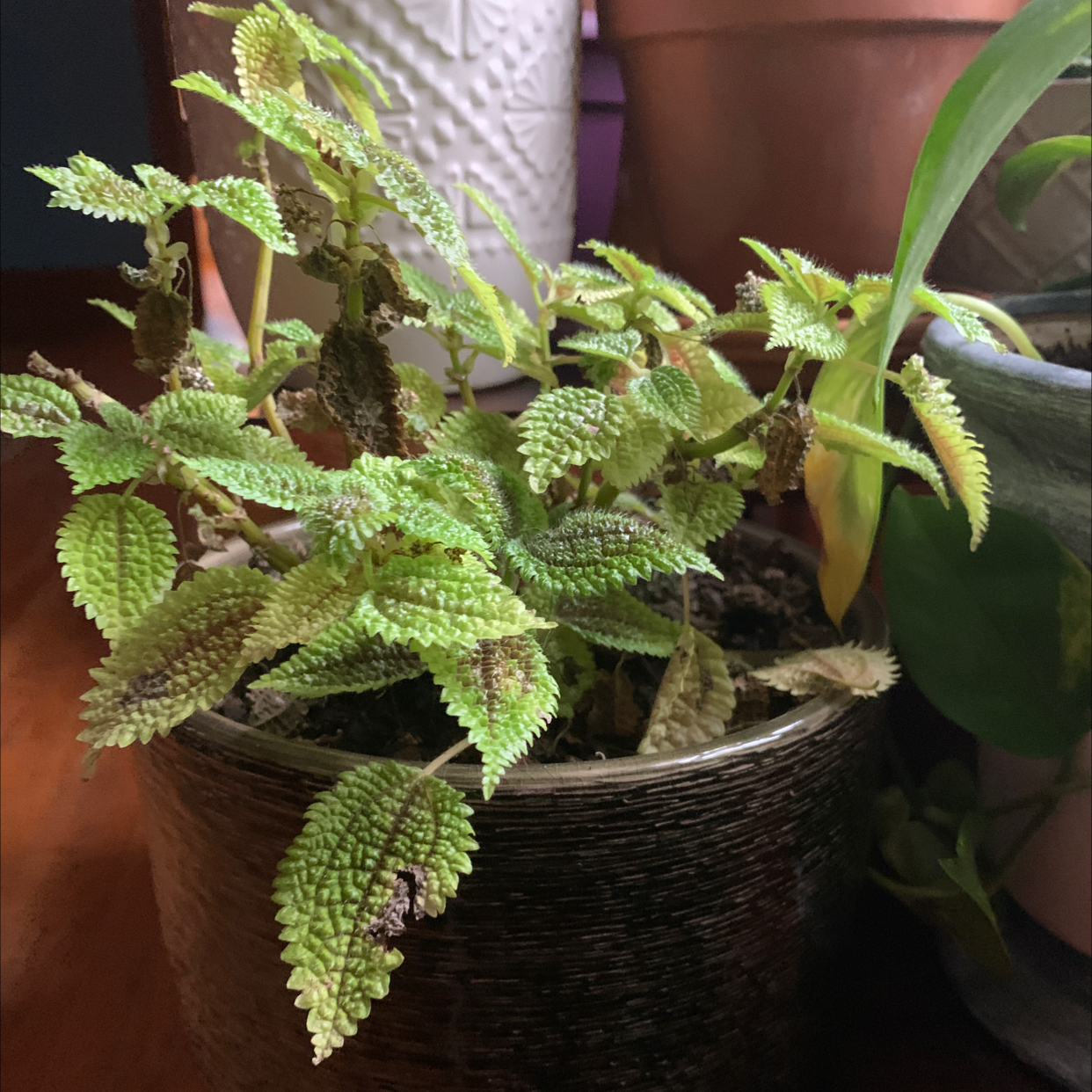 Photo of the plant species Friendship Plant by @suzyzoid named Friend-Ki on Greg, the plant care app