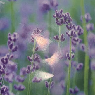 English Lavender plant in Glenview, Illinois