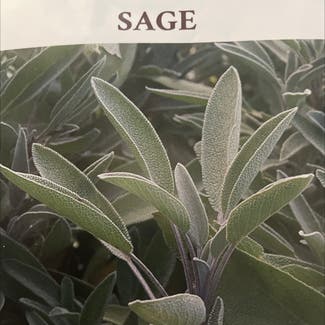 Common Sage plant in Glenview, Illinois