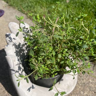 Common Thyme plant in Glenview, Illinois