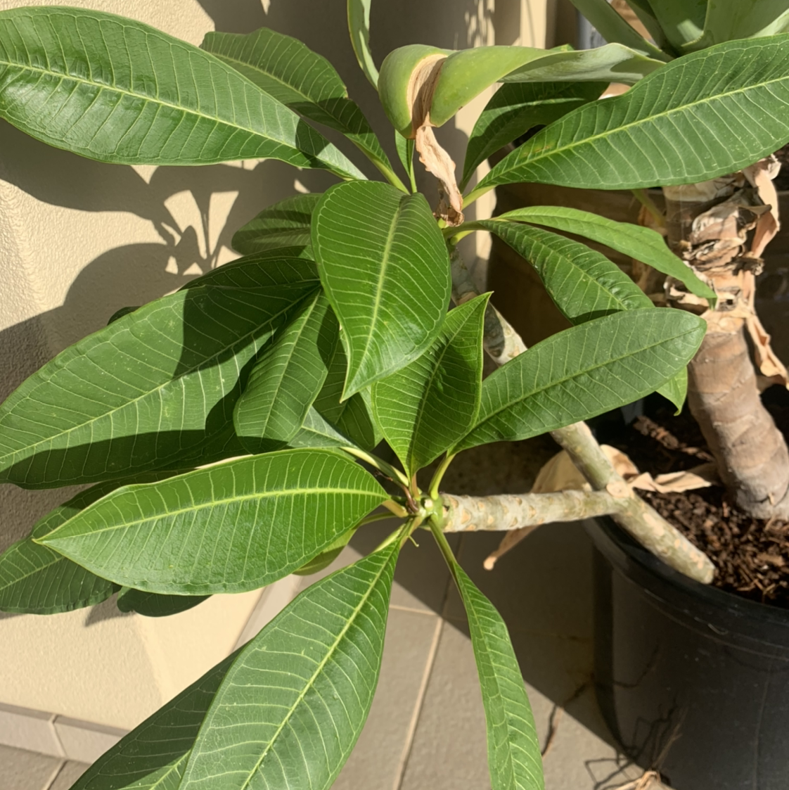 Red Frangipani plant with healthy green leaves in a pot with visible soil.