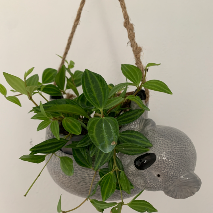 Rana Verde Peperomia plant in a hanging koala-shaped pot with vibrant green leaves.