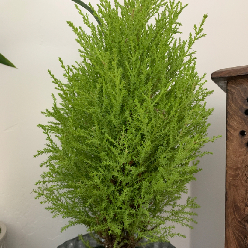 Healthy Cupressus macrocarpa plant, vibrant green foliage, well-framed.