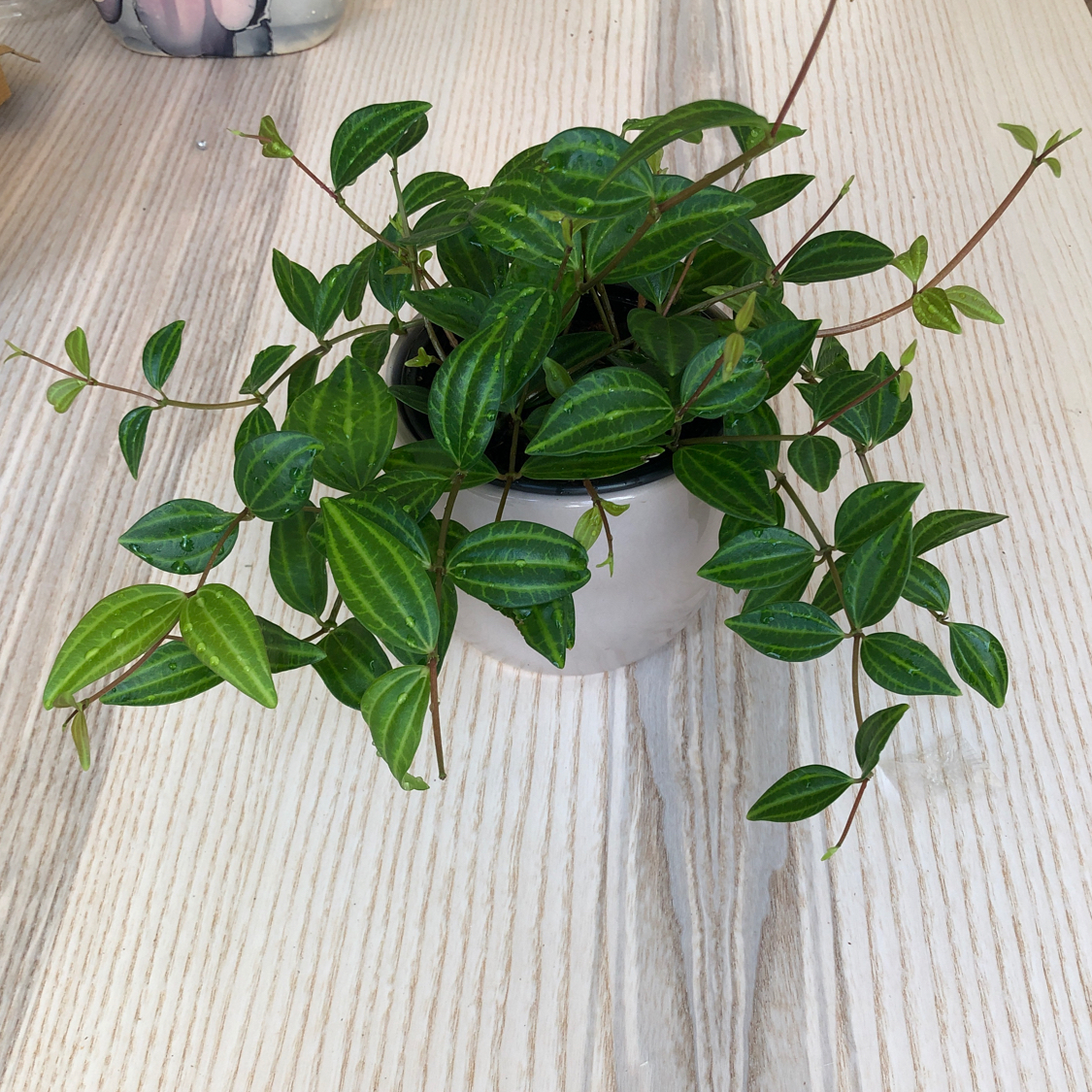 Healthy Radiator Plant with vibrant green leaves in a small pot.