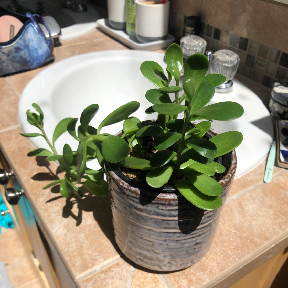 Photo of the plant species Trailing Jade by @Cbarroero named Sedona on Greg, the plant care app