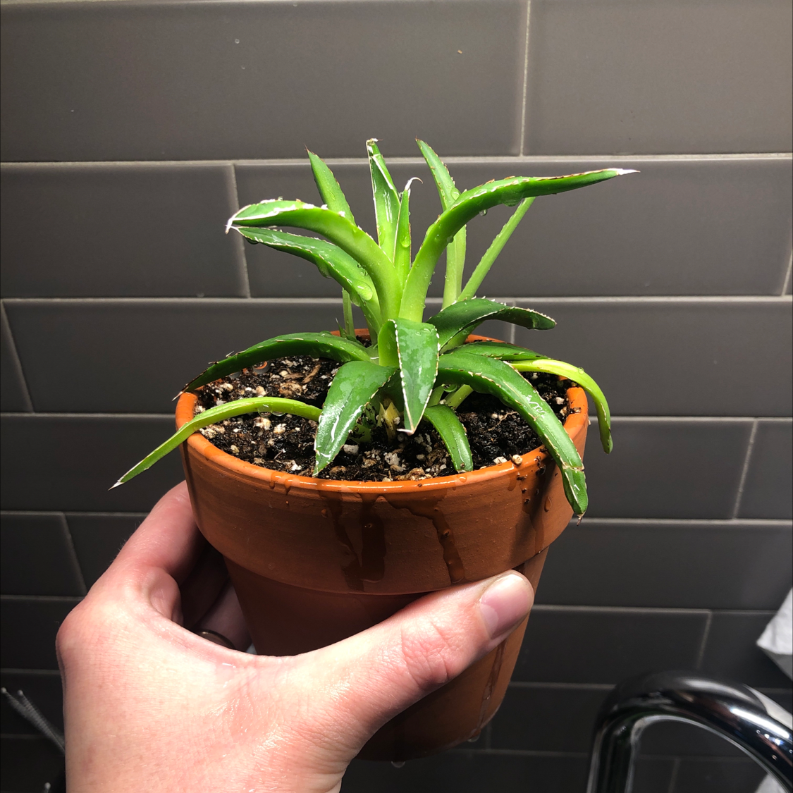 Potted Queen Victoria Agave plant held by a hand, with visible soil and healthy green leaves.