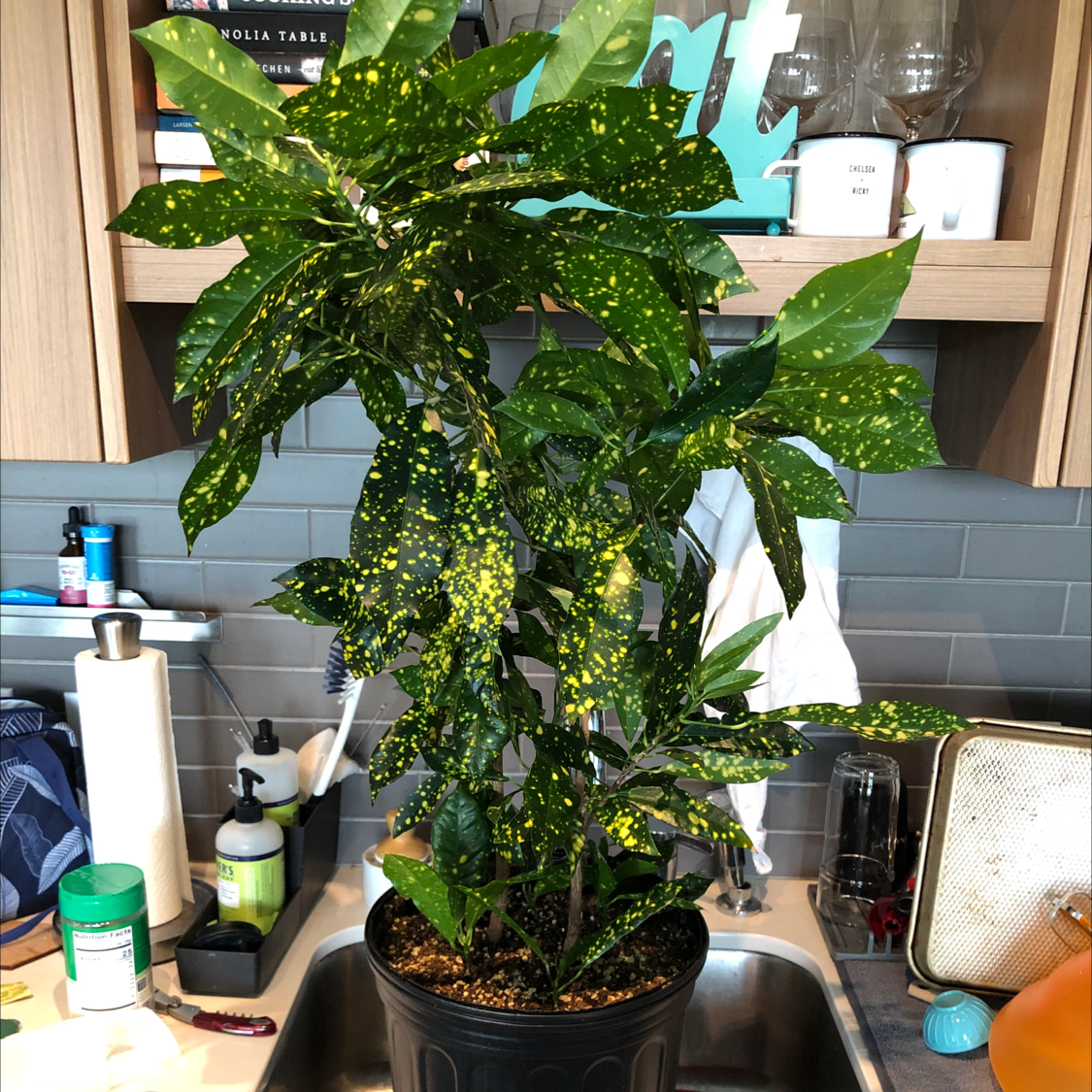 Large, healthy Japanese Laurel plant with glossy green and yellow spotted leaves, growing in a black plastic pot on a shelf.