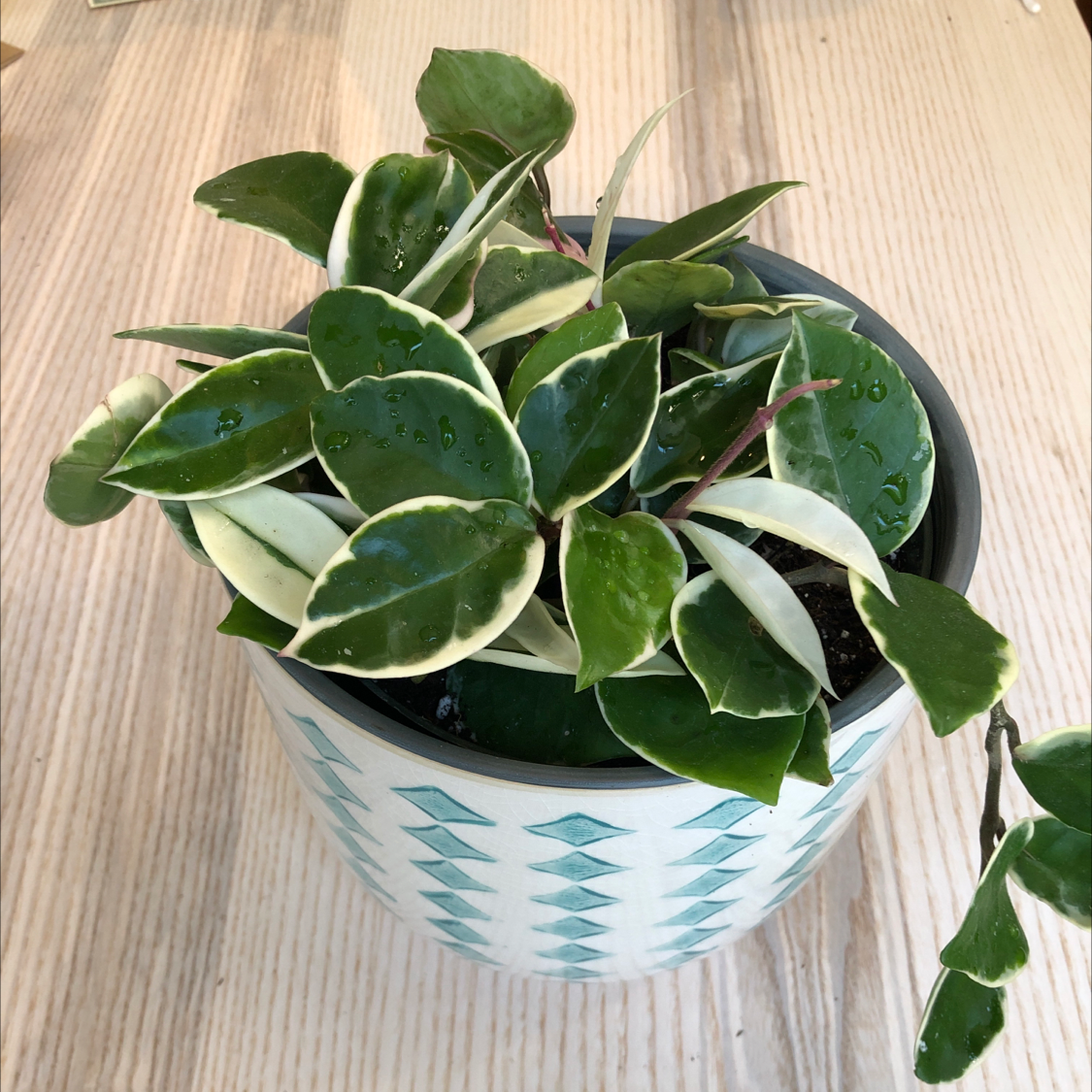 Potted Chelsea Hoya plant with variegated leaves, healthy appearance.