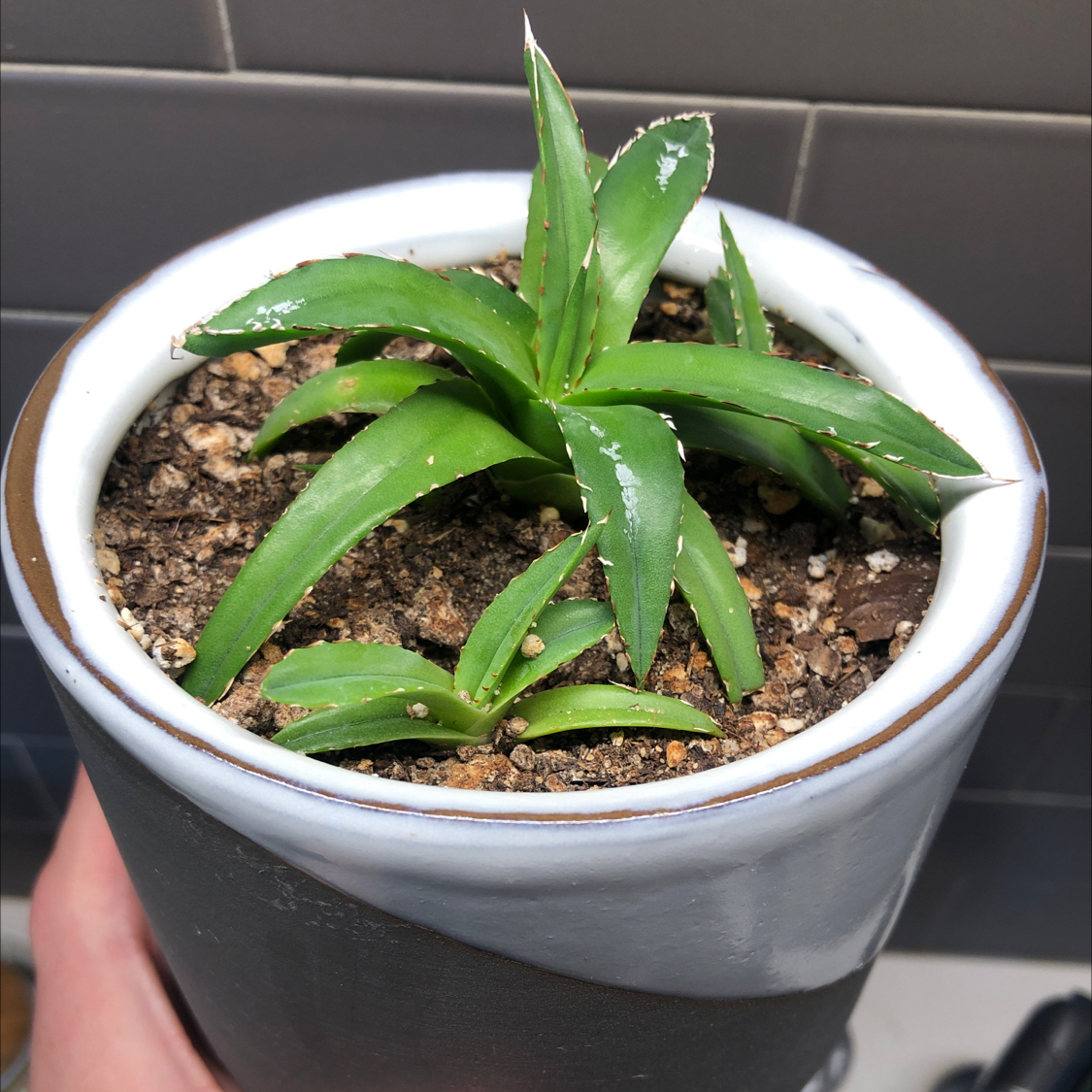 Potted Queen Victoria Agave plant with healthy green leaves and visible soil.