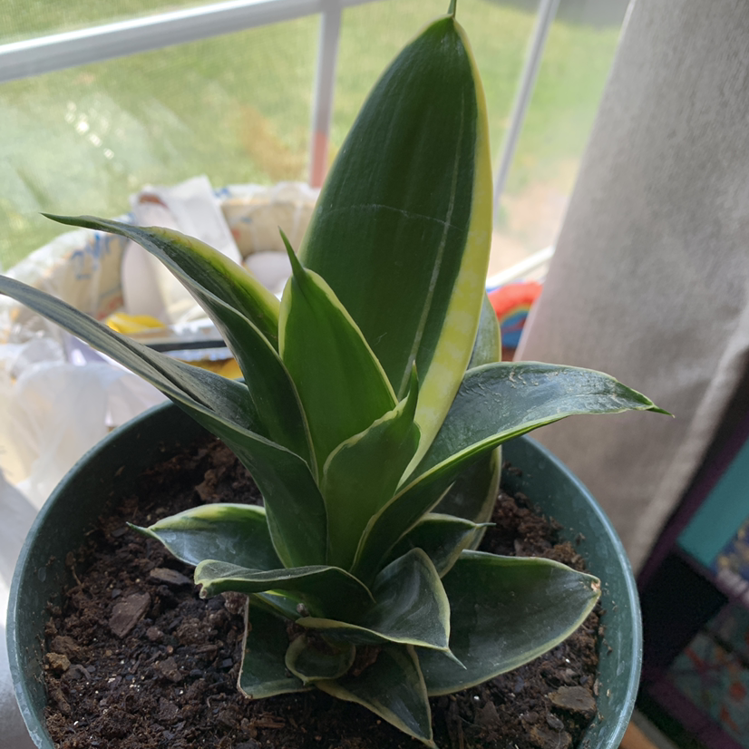 Bird's Nest Snake Plant in a pot with visible soil and slight yellowing on one leaf.