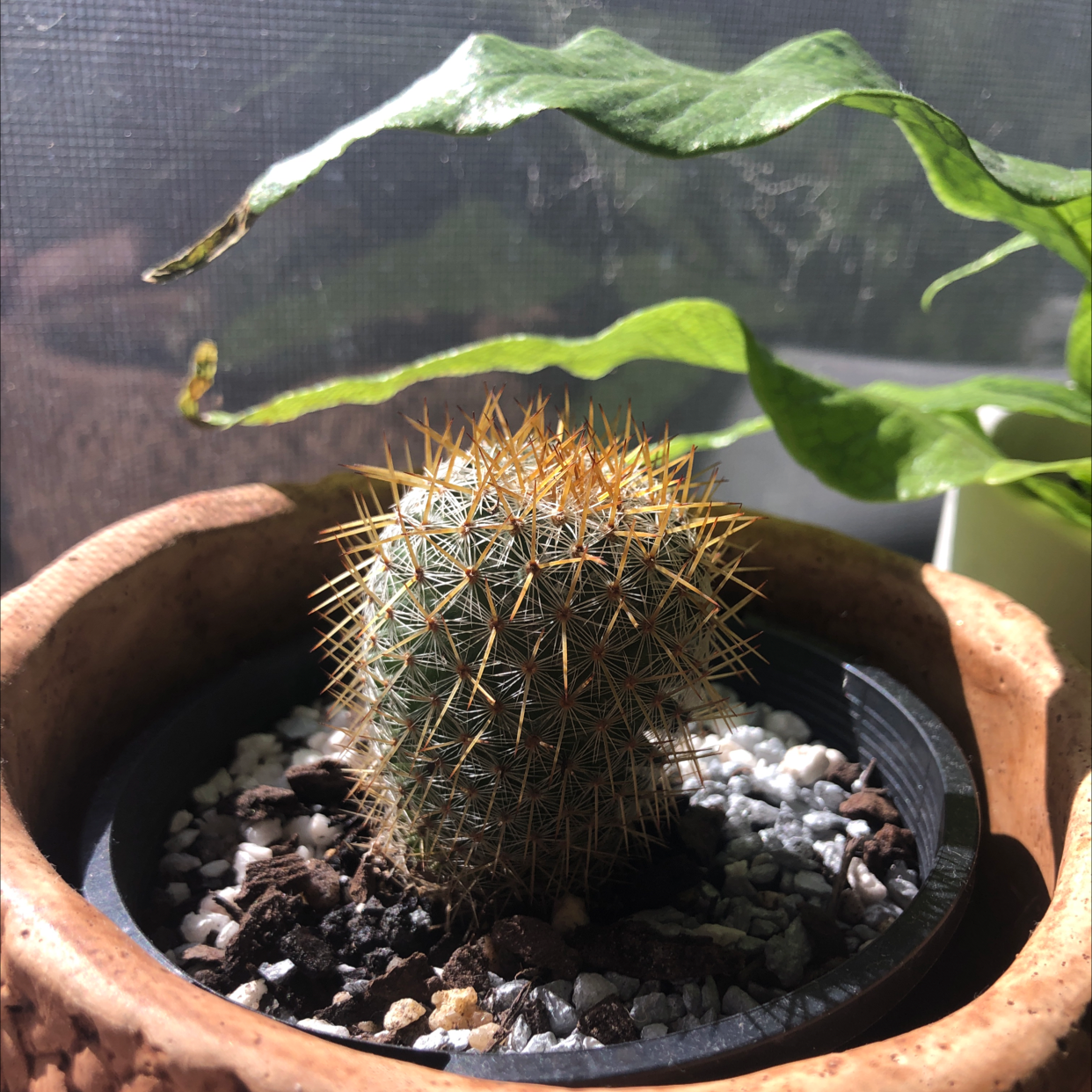 Photo of the plant species Mammillaria columbiana by Rachael named Spikey on Greg, the plant care app