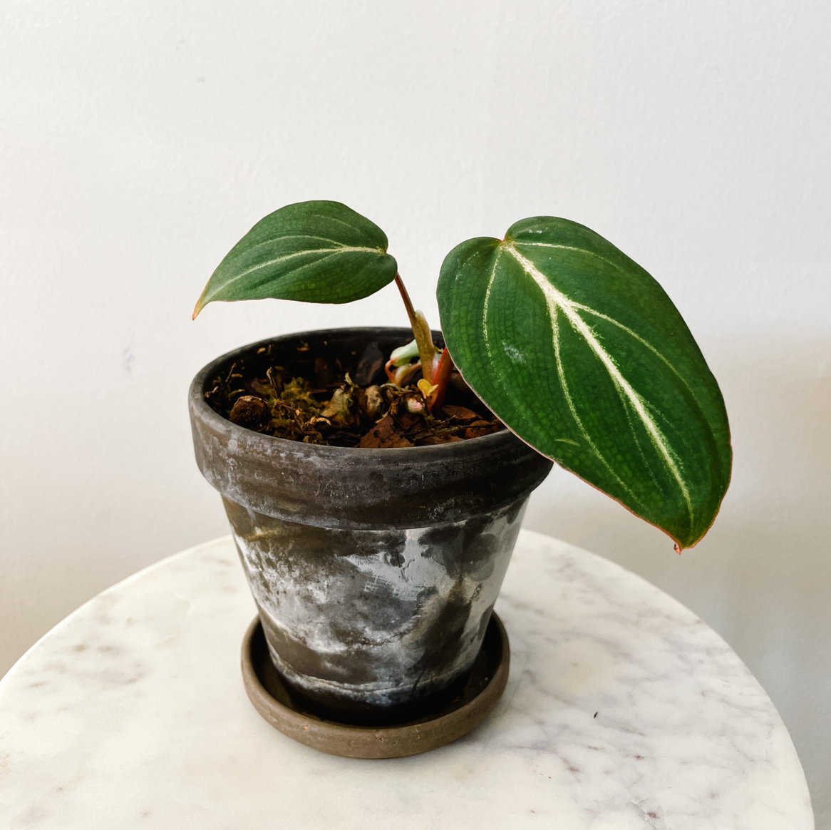 Philodendron gloriosum plant in a pot with two large green leaves with white veins.